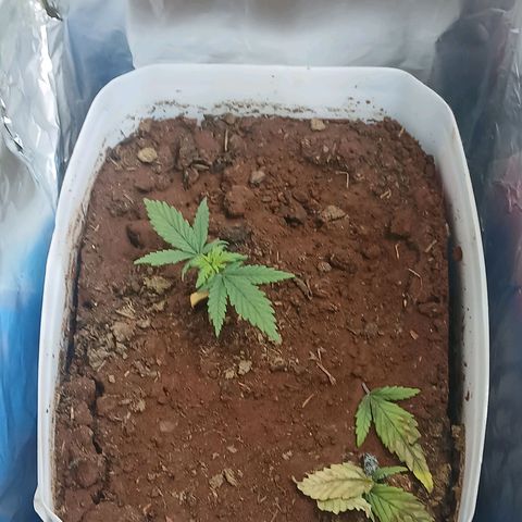 GREEN-O-MATIC growlog timeline photo