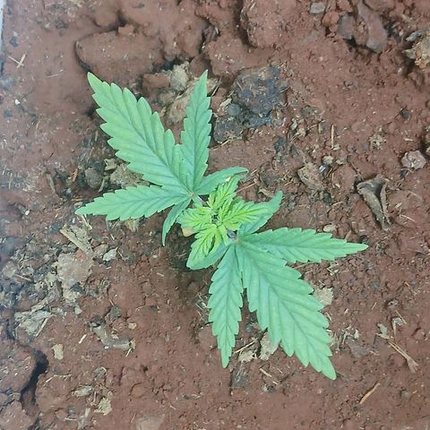 GREEN-O-MATIC growlog timeline photo