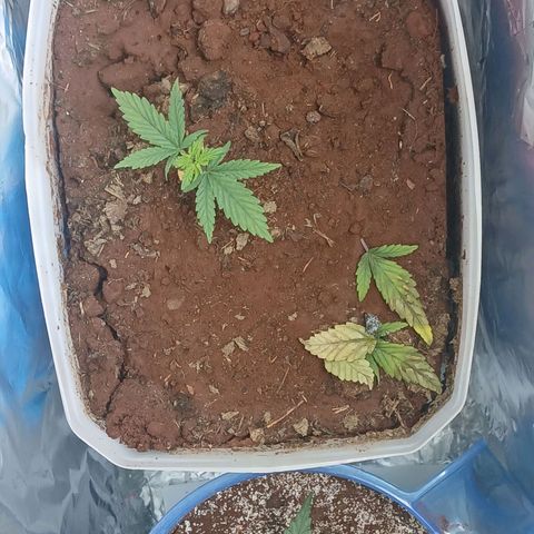 GREEN-O-MATIC growlog timeline photo