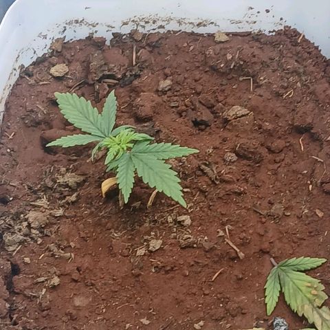 GREEN-O-MATIC growlog timeline photo