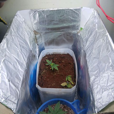 GREEN-O-MATIC growlog timeline photo