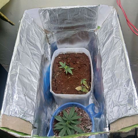 GREEN-O-MATIC growlog photo: The overview. Took a minute from taking pictures for green o matic 