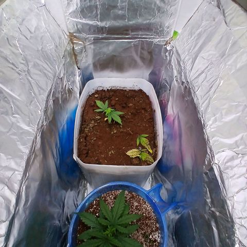 GREEN-O-MATIC growlog photo: The overview. Took a minute from taking pictures for green o matic 