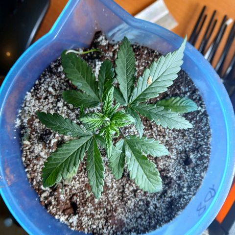 GREEN BOY. growlog timeline photo