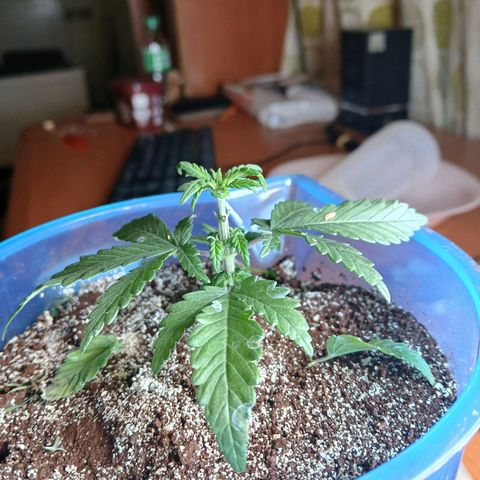 GREEN BOY. growlog timeline photo