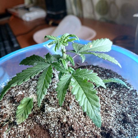 GREEN BOY. growlog timeline photo