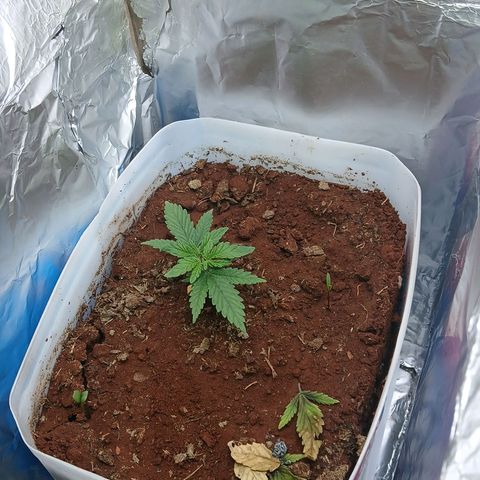 GREEN-O-MATIC growlog timeline photo