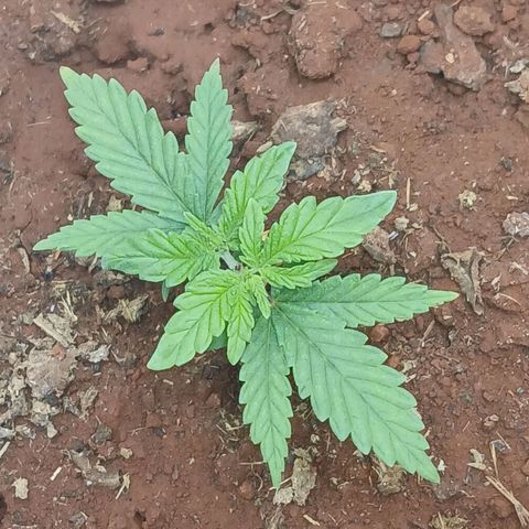 GREEN-O-MATIC growlog timeline photo
