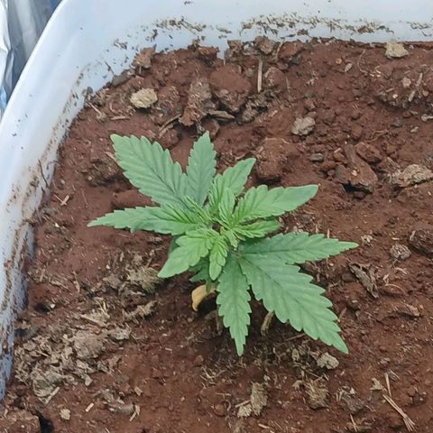 GREEN-O-MATIC growlog timeline photo