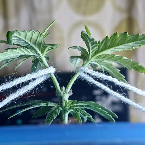 GREEN BOY. growlog photo: Cut looking good