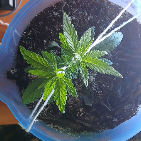 GREEN BOY. growlog photo: Cut looking good