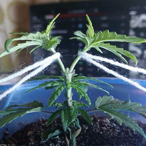 GREEN BOY. growlog photo: Cut looking good