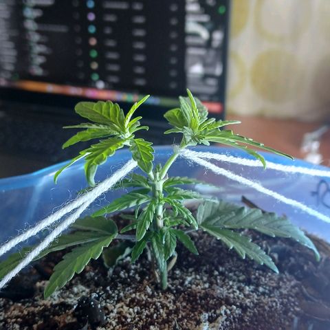 GREEN BOY. growlog photo: Cut looking good