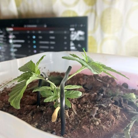 GREEN-O-MATIC growlog timeline photo