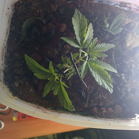 GREEN-O-MATIC growlog timeline photo