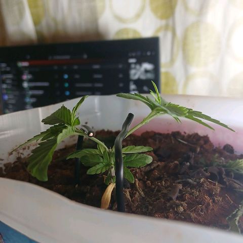 GREEN-O-MATIC growlog timeline photo
