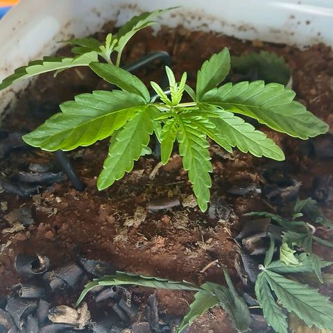 GREEN-O-MATIC growlog timeline photo