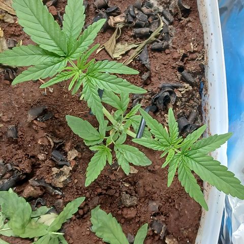 GREEN-O-MATIC growlog photo: Progress for vegetative. Big enough to cut to 12D 12N as much as I could even if its 11D 13N or 10D 14N