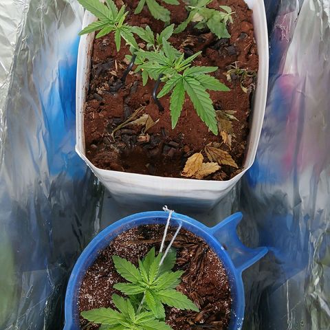 GREEN-O-MATIC growlog photo: Progress for vegetative. Big enough to cut to 12D 12N as much as I could even if its 11D 13N or 10D 14N