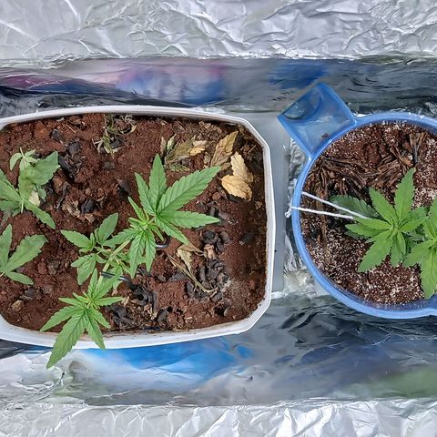 GREEN-O-MATIC growlog photo: Progress for vegetative. Big enough to cut to 12D 12N as much as I could even if its 11D 13N or 10D 14N