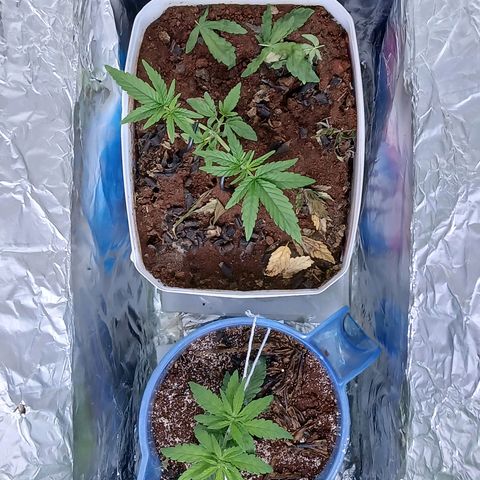 GREEN-O-MATIC growlog photo: Progress for vegetative. Big enough to cut to 12D 12N as much as I could even if its 11D 13N or 10D 14N
