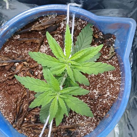 GREEN-O-MATIC growlog photo: Progress for vegetative. Big enough to cut to 12D 12N as much as I could even if its 11D 13N or 10D 14N