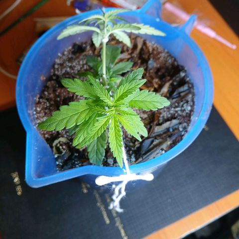GREEN BOY. growlog timeline photo