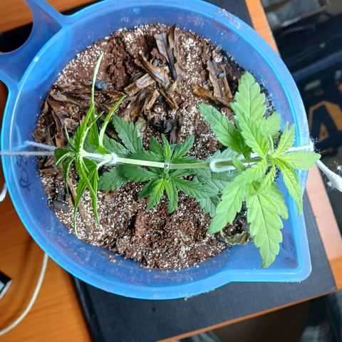 GREEN BOY. growlog timeline photo
