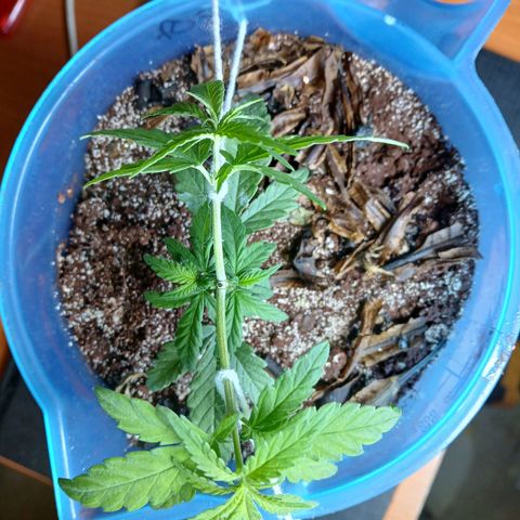 GREEN BOY. growlog timeline photo