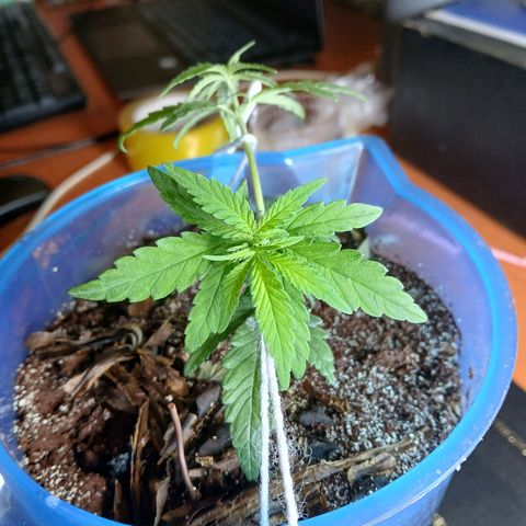 GREEN BOY. growlog timeline photo