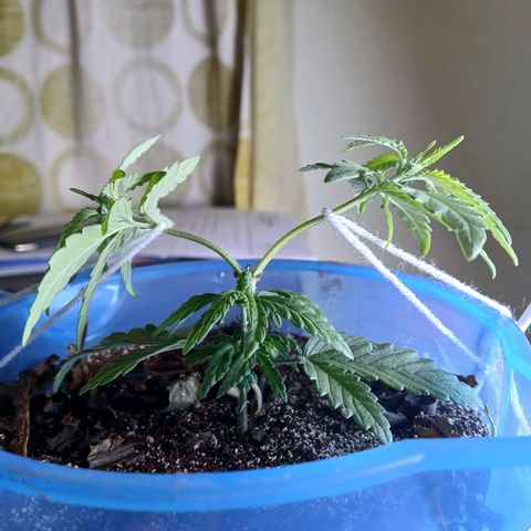 GREEN BOY. growlog timeline photo