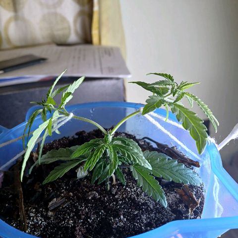GREEN BOY. growlog timeline photo