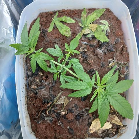 GREEN-O-MATIC growlog timeline photo