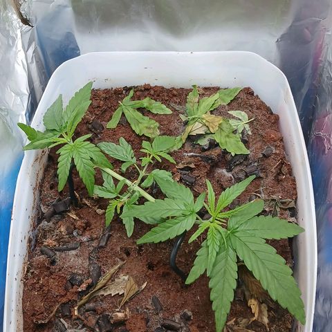 GREEN-O-MATIC growlog timeline photo