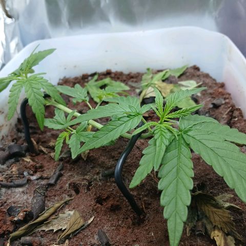 GREEN-O-MATIC growlog timeline photo