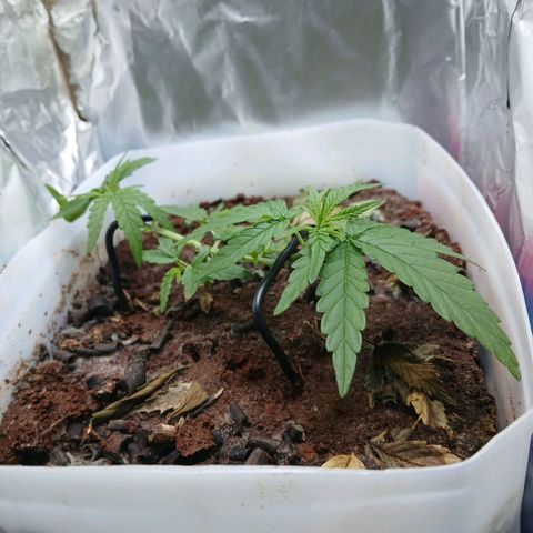 GREEN-O-MATIC growlog timeline photo