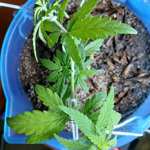 GREEN BOY. growlog timeline photo