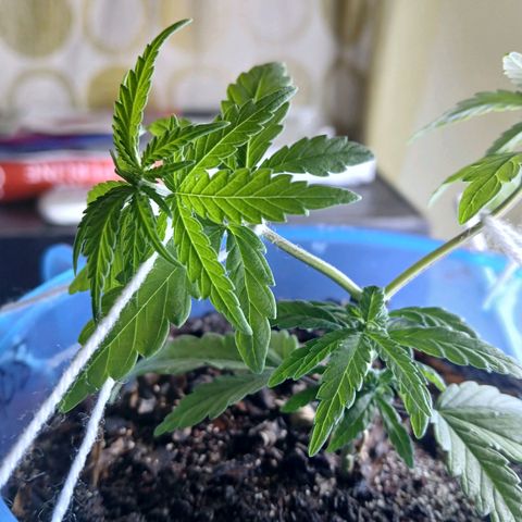 GREEN BOY. growlog timeline photo