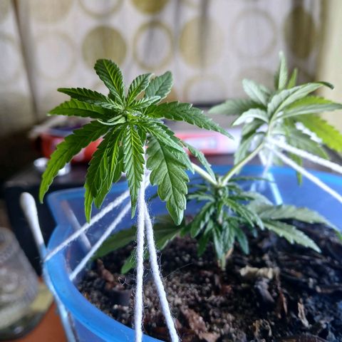 GREEN BOY. growlog timeline photo