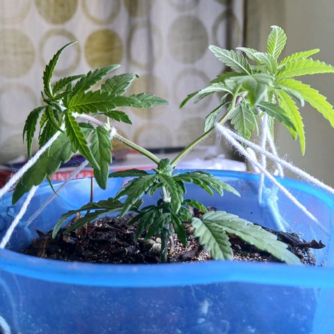 GREEN BOY. growlog timeline photo