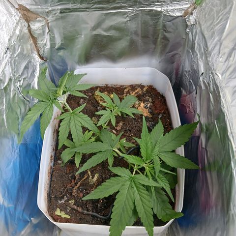 GREEN-O-MATIC growlog timeline photo