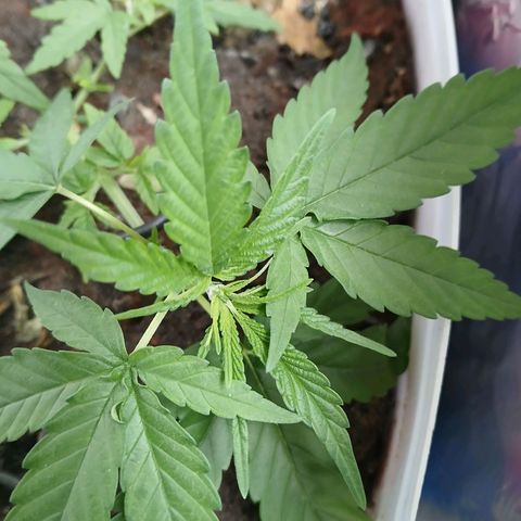 GREEN-O-MATIC growlog timeline photo