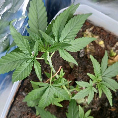 GREEN-O-MATIC growlog timeline photo
