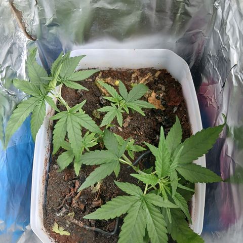 GREEN-O-MATIC growlog timeline photo