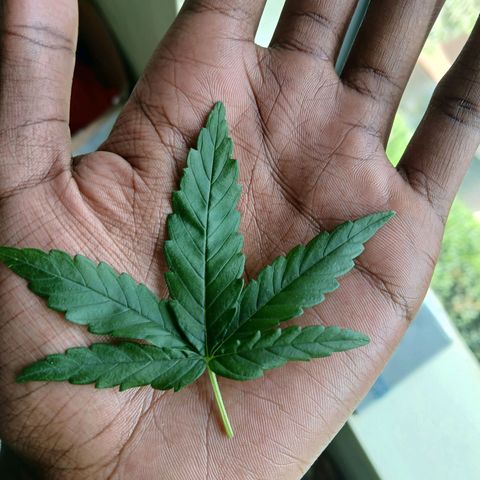 GREEN-O-MATIC growlog photo: The big leaf is defoliation of the 5L pot and the small is a result of the small pot.