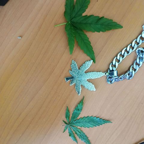 GREEN-O-MATIC growlog photo: The big leaf is defoliation of the 5L pot and the small is a result of the small pot.