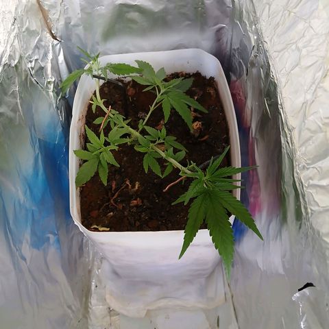 GREEN-O-MATIC growlog photo: Defoliation 