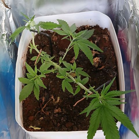 GREEN-O-MATIC growlog photo: Defoliation 