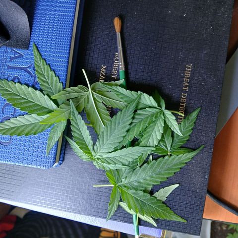 GREEN-O-MATIC growlog timeline photo