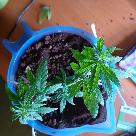 GREEN BOY. growlog photo: Defoliation 